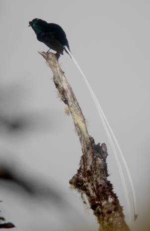 Ribbon-tailed Astrapia.  Photo by Steve Bird.