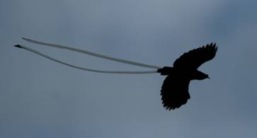 Ribbon-tailed Astrapia in flight.  Photo by Steve Bird. 