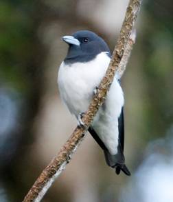 Great Wood Swallow.  Photo by Steve Bird.