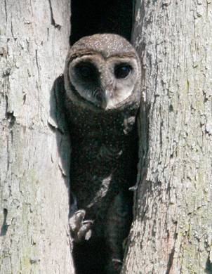 Sooty Owl. Photo by Steve Bird. 