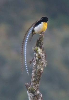 King-of-Saxony Bird-of-Paradise.  Photo by Steve Bird.