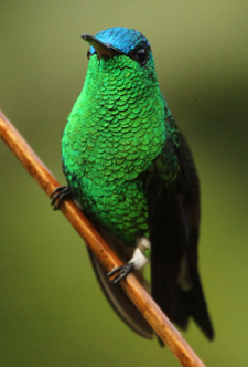 Indigo-capped Hummingbird. Endemic. Photo by Steve Bird.
