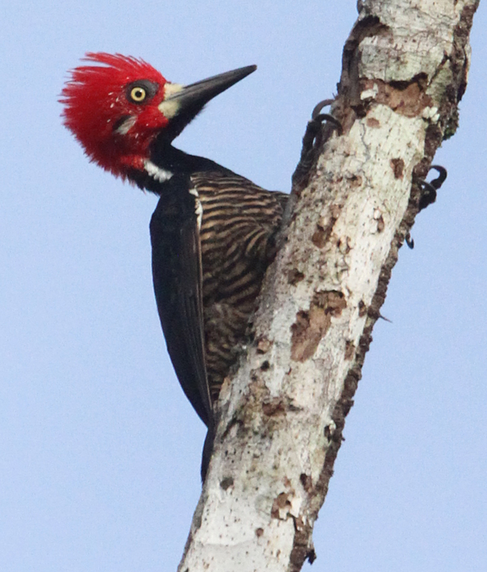Crimson-crested Woodpecker, Gamboa, Panama 
