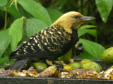 Blonde-crested Woodpecker