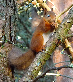 Red Squirrel. Photo by Gina Nichol.