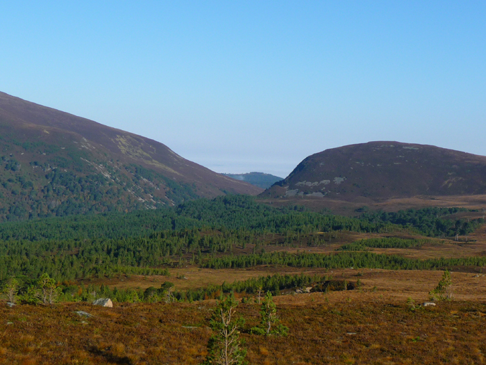 View from Cairngorm Mountain toward Abernathy Forest. Photo © Gina Nichol. 