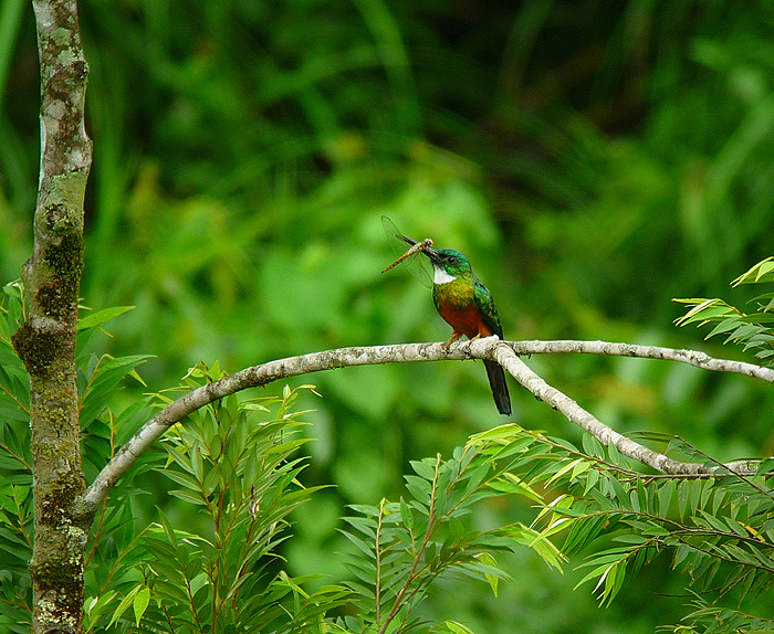 Green-tailed Jacamar. Photo by Gina Nichol.