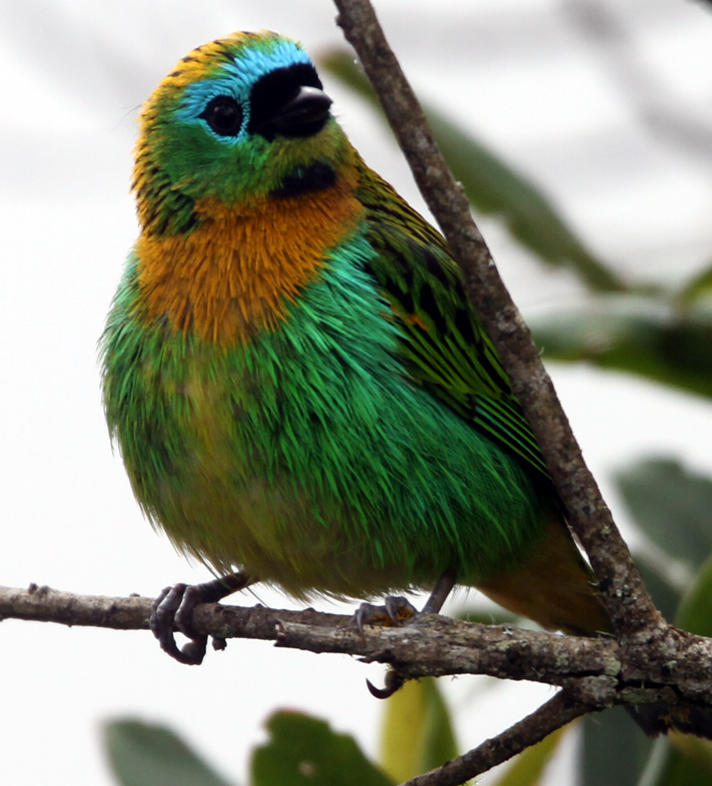 BRASSY-BREASTED TANAGER