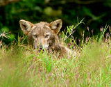 Coyote. Photo by Gina Nichol.
