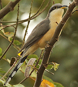 Mangrove Cuckoo. Photo by Gina Nichol.