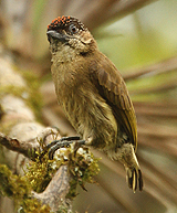 Olivaceous Piculet. Photo by Gina Nichol.