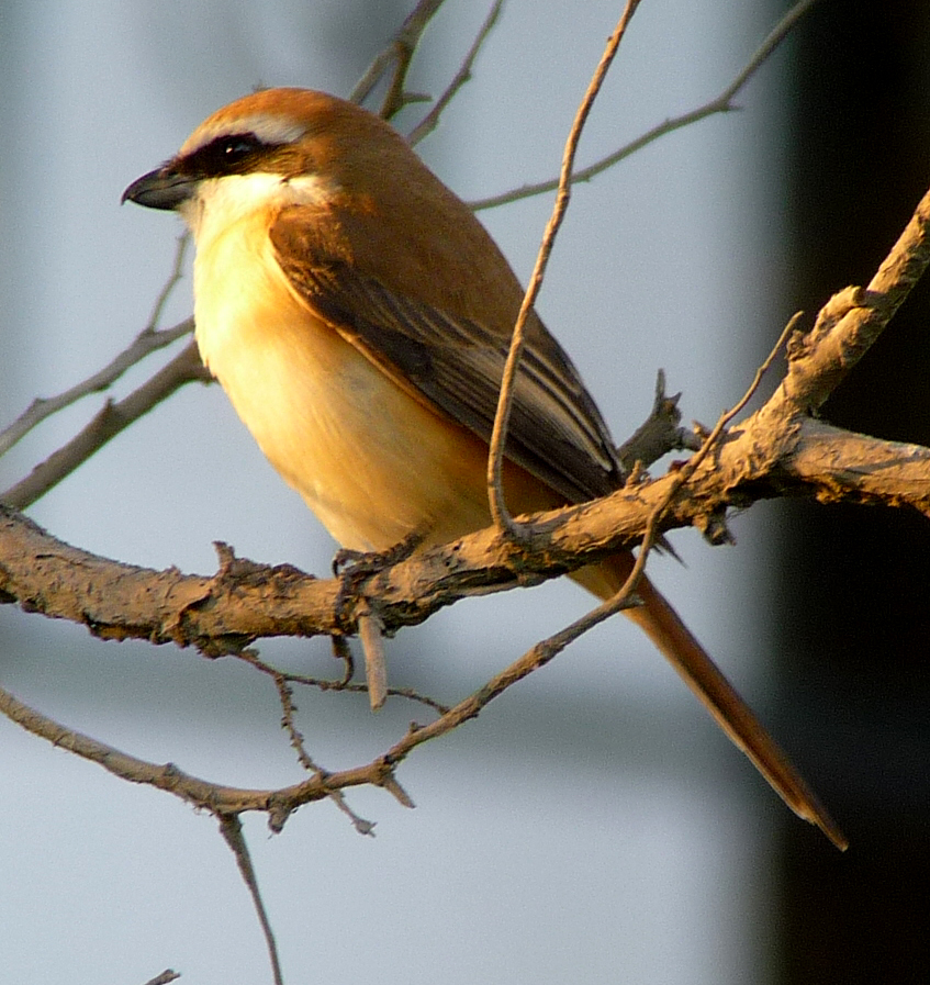 Brown Shrike. Photo  Gina Nichol 