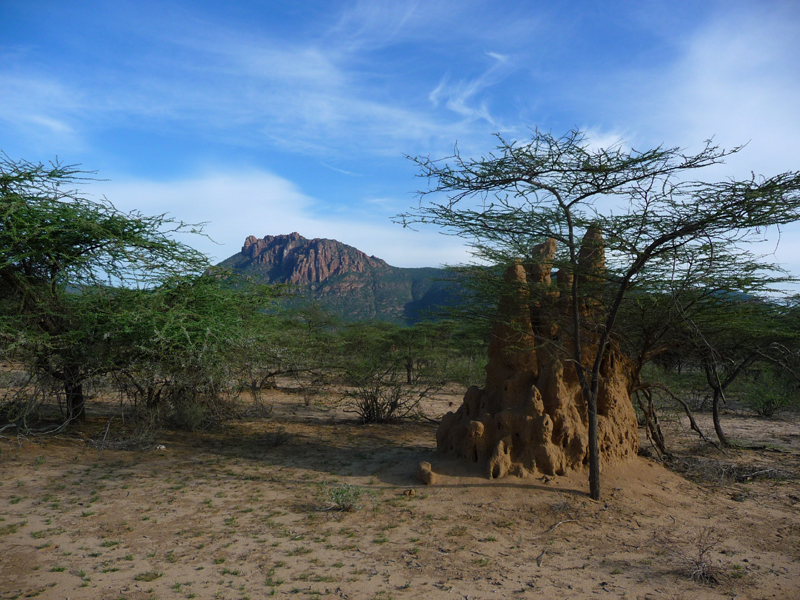 Samburu Landscape.  Photo by Gina Nichol.