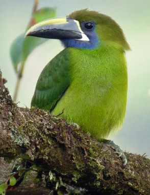 Blue-throated Toucanet. Photo by Carlos Bethancourt.