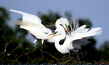 Egrets at rookery