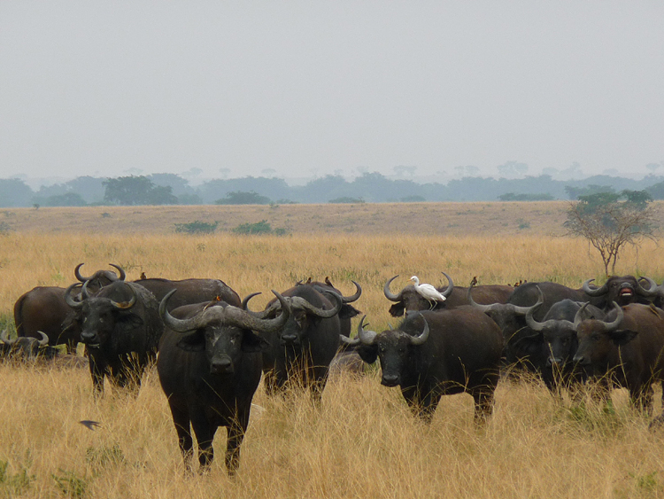 African Buffalo. Photo by Gina Nichol.