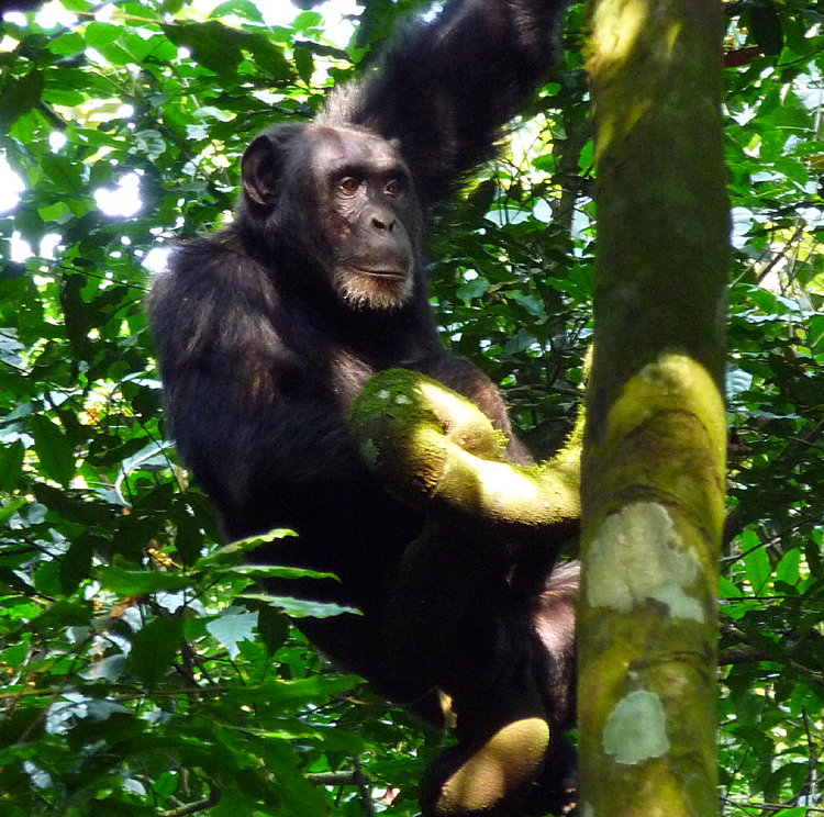 Chimpanzee. Photo by Gina Nichol.