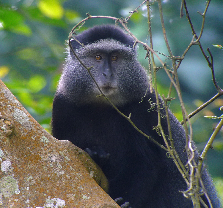 Gentle Monkey. Photo by Gina Nichol