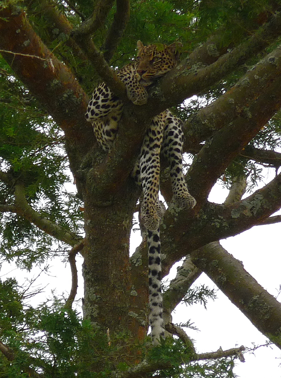 Leopard. Photo by Gina Nichol.