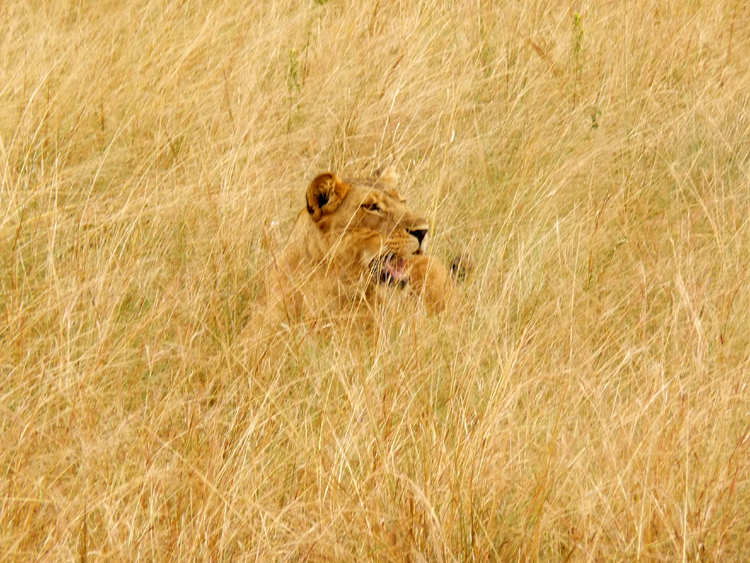 Lion photo by Gina Nichol