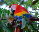 Scarlet Macaw 