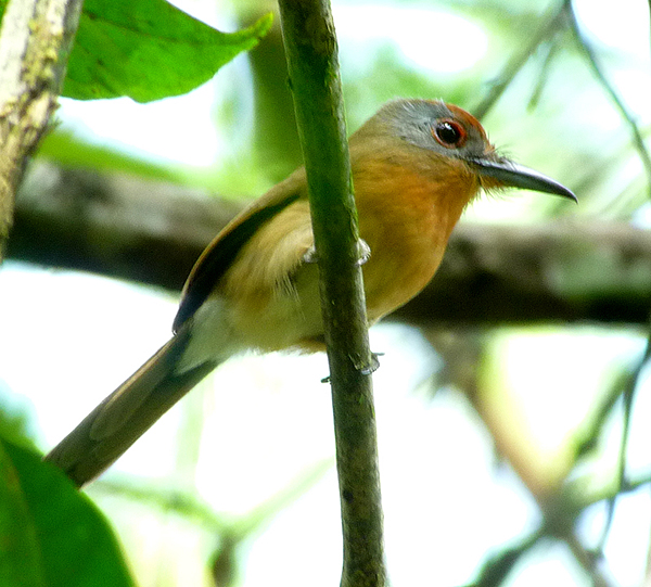 GRAY-CHEEKED NUNLET 