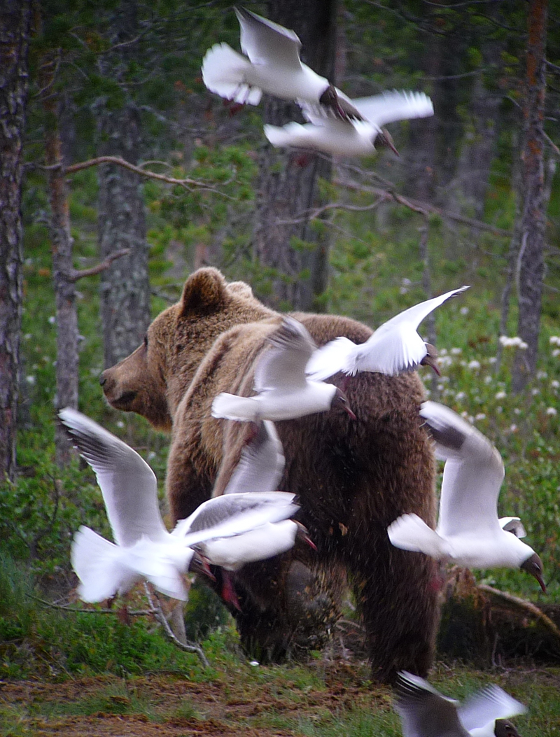 BROWN BEAR WITH ATTENDANT GULLS 