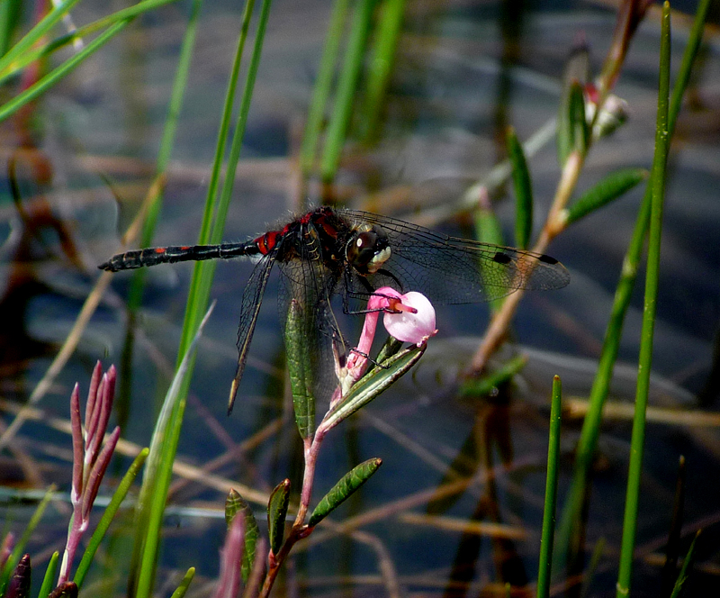 Whiteface Dragonfly. Photo by Gina Nichol.