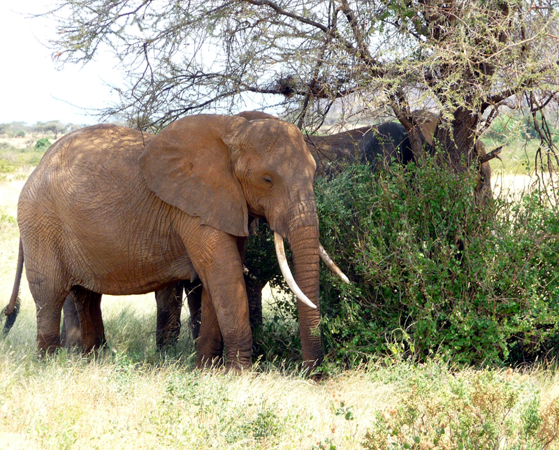 African Elephants. Photo by Gina Nichol