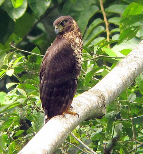 Collared Forest Falcon 
