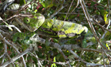 Globe-horned Chameleon