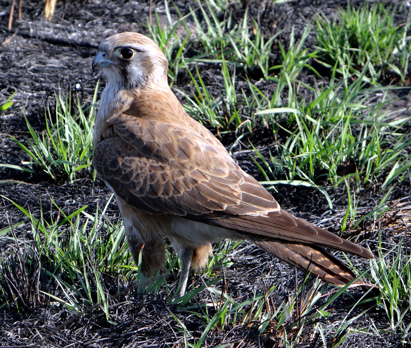 Brown Falcon 