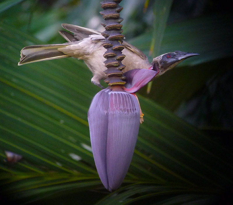 Horn-billed Friarbird