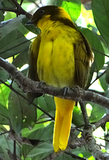 Golden Bowerbird. Photo by Gina Nichol.
