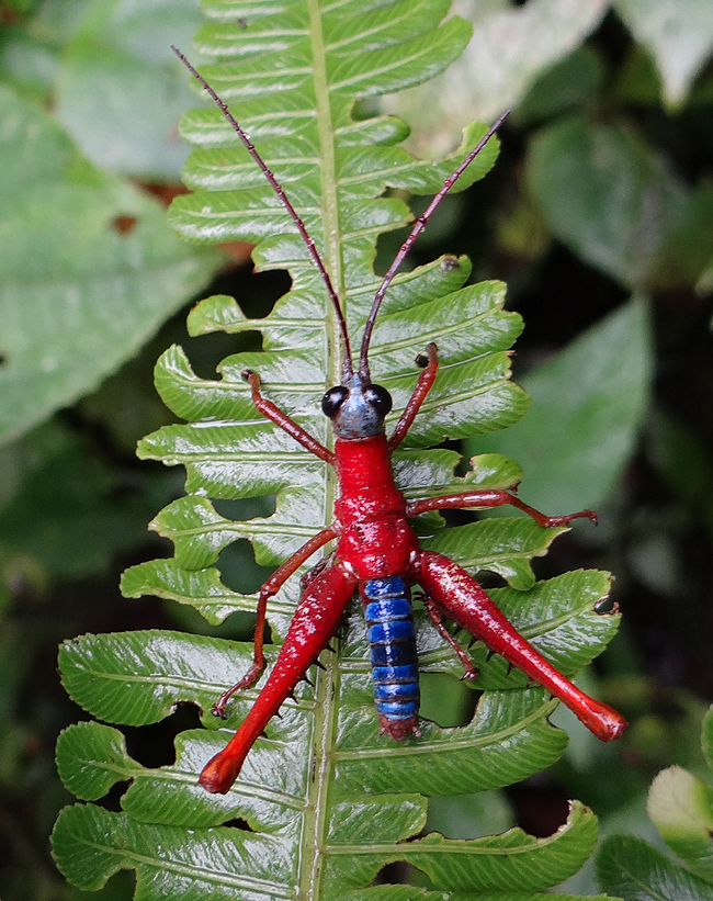 Opaon Varicolor, endemic grasshopper