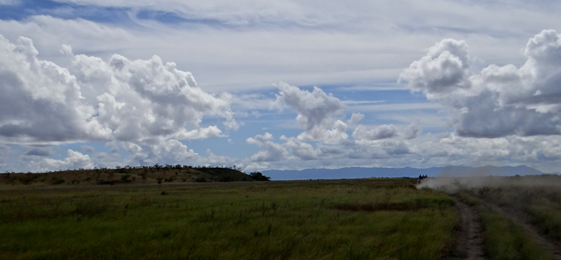 Savannah landscape 