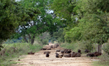 Capybaras on the Transpantaneira