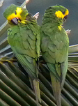 Yellow-eared Parrots, Colombia. Photo by Steve Bird.