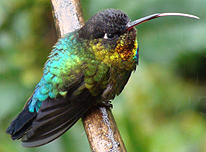 Fiery-throated Hummingbird, Costa Rica. Photo by Gina Nichol.