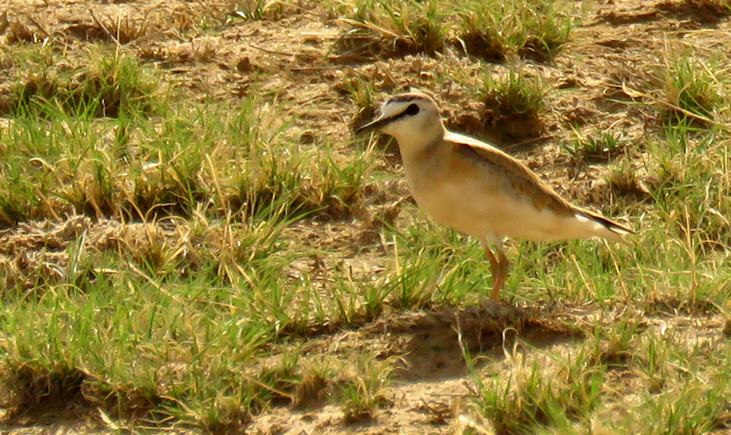 Mountain Plover 