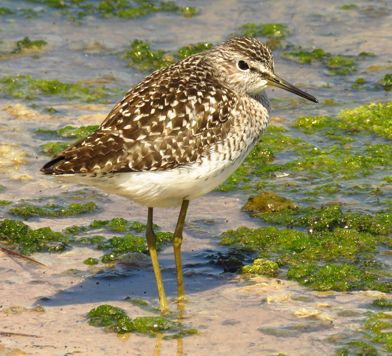 LESVOS: Spring Migration Magic - Wood Sandpiper