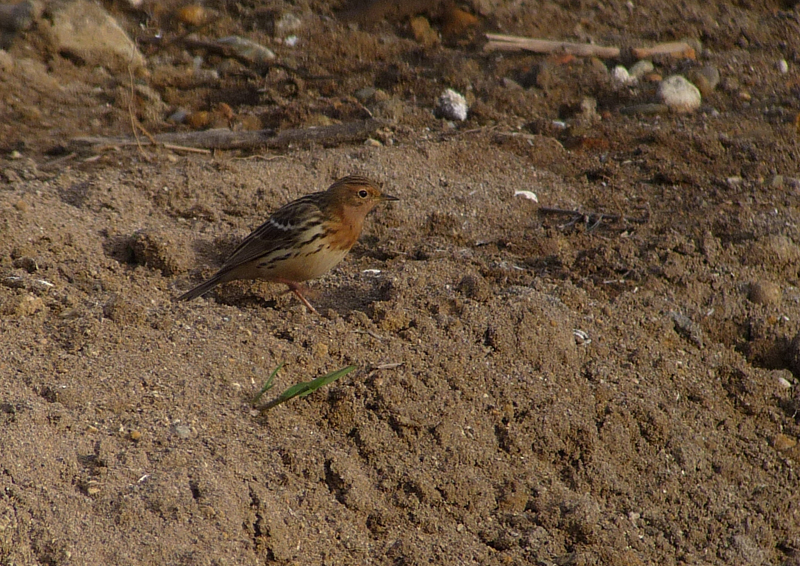 LESVOS: Spring Migration Magic - Red-throated Pipit