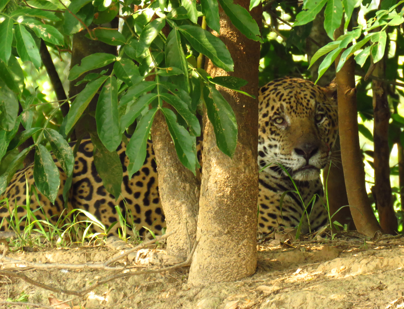 BRAZIL, PANTANAL - Jaguar
