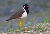 Red-wattled Lapwing 