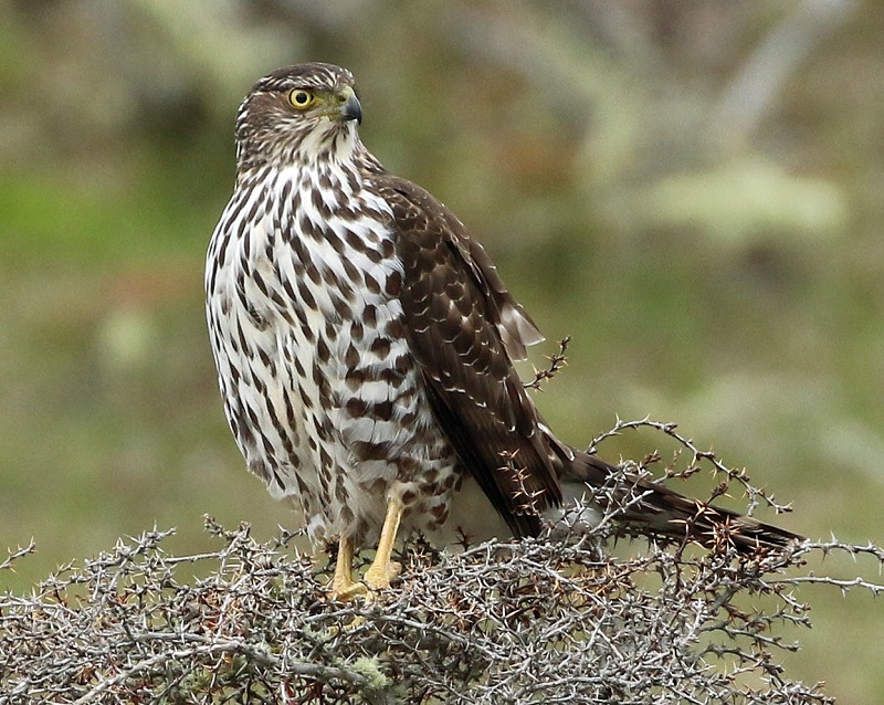 Chilean Hawk. Photo by Steve Bird. 