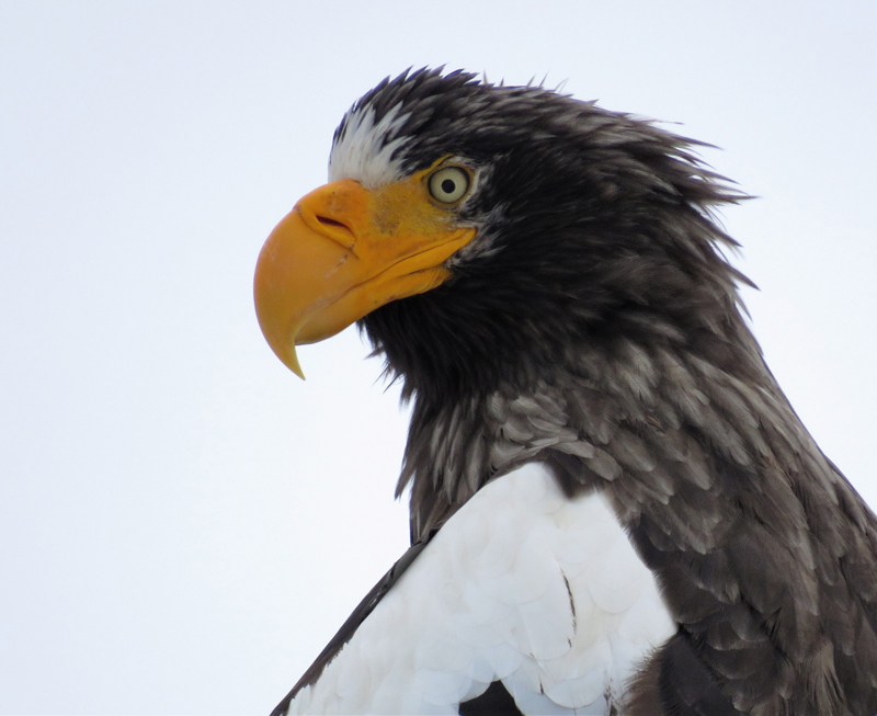 Steller's Sea Eagle. Photo  Gina Nichol. 