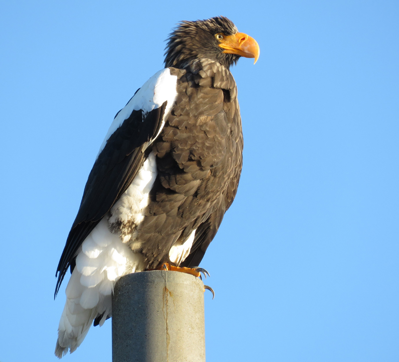 Steller's Sea Eagle. Photo  Gina Nichol. 