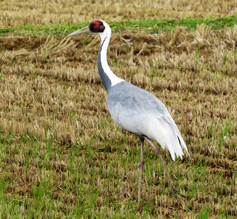 White-naped Crane. Photo  Gina Nichol.