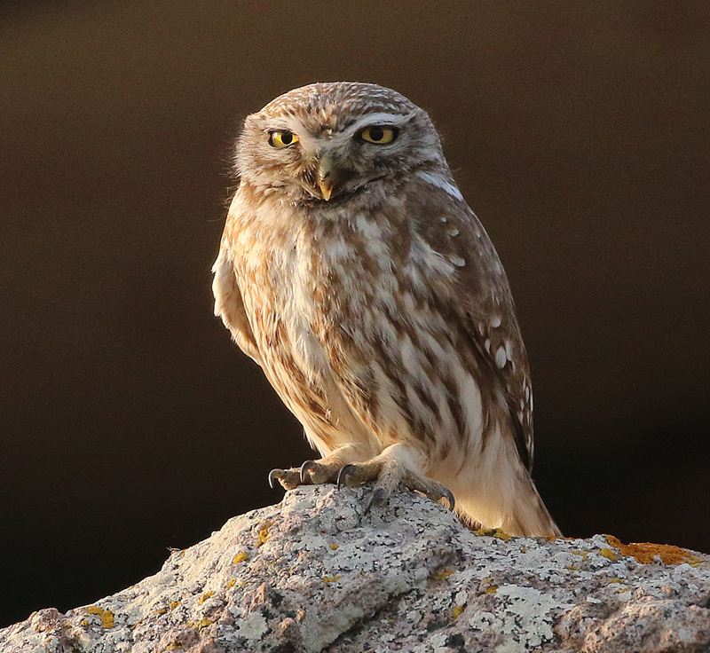 Little Owl. Photo  Gina Nichol. 