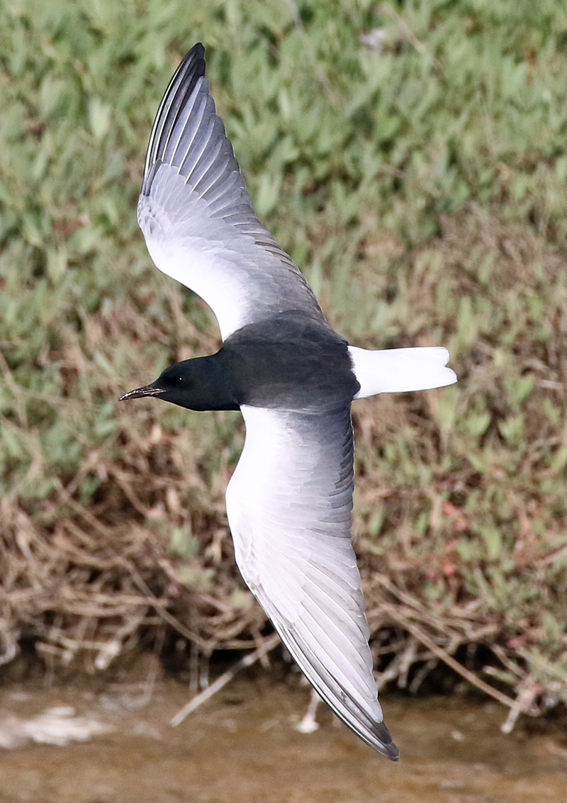 White-winged Tern. Photo  Steve Bird. 